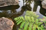 Pond